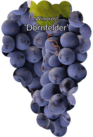 Viță de vie Dornfelder