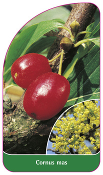Cornus mas