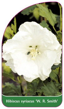 Hibiscus syriacus 'W. R. Smith