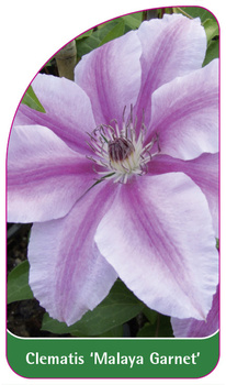 Clematis 'Malaya Garnet'
