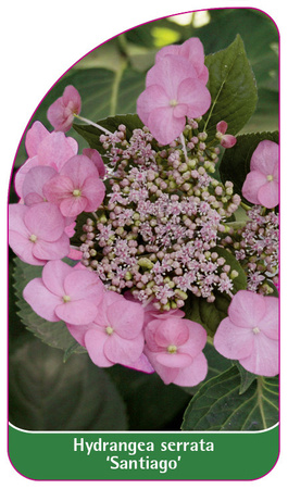 Hydrangea serrata 'Santiago'