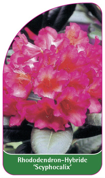 Rhododendron-Hybride 'Scyphocalix'