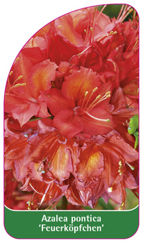 Azalea pontica 'Feuerköpfchen'