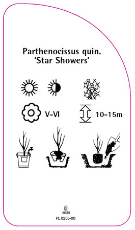 Parthenocissus quinquefolia 'Star Showers'