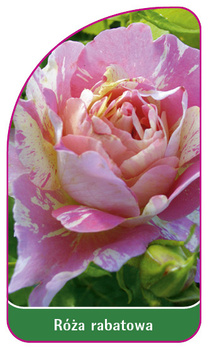 Róza rabatowa Nr. 108 B