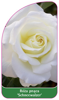 Róza pnąca 'Schneewalzer'