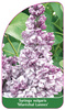 Syringa vulgaris 'Maréchal Lannes'