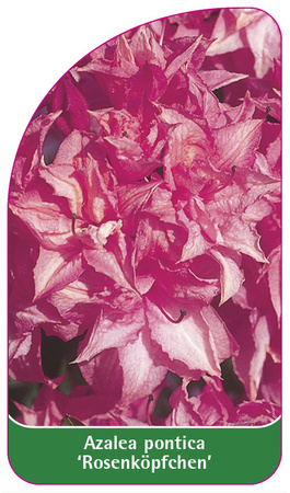 Azalea pontica 'Rosenköpfchen'