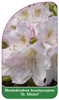 Rhododendron brachycarpum 'St. Michael'