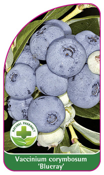 Vaccinium corymbosum 'Blueray'