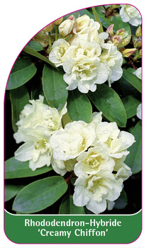 Rhododendron-Hybride 'Creamy Chiffon'