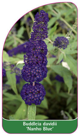 Buddleia davidii 'Nanho Blue'