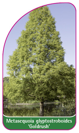 Metasequoia glyptostroboides 'Goldrush'