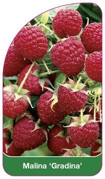 Malina 'Gradina'