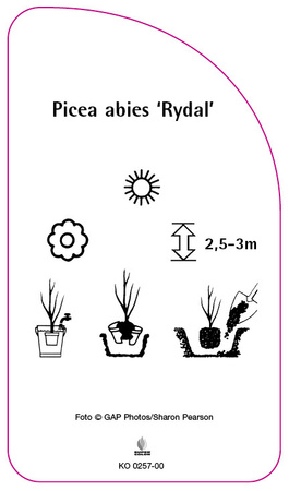 Picea abies 'Rydall'