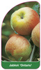 Jabłoń 'Ontario'