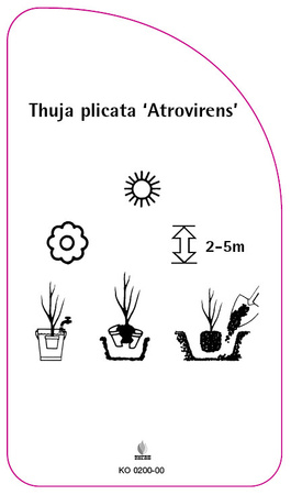 Thuja plicata 'Atrovirens'