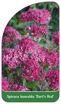 Spiraea bumalda 'Dart's Red'