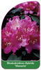 Rhododendron-Hybride 'Manuela'