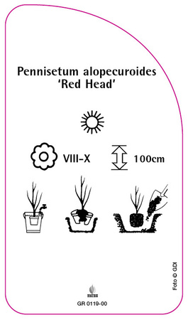 Pennisetum alopecuroides 'Red Head'