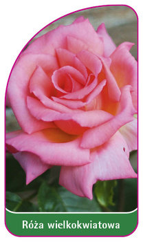 Róza wielkokwiatowa Nr. 218 A