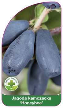 Kamchatka afine "Honeybee