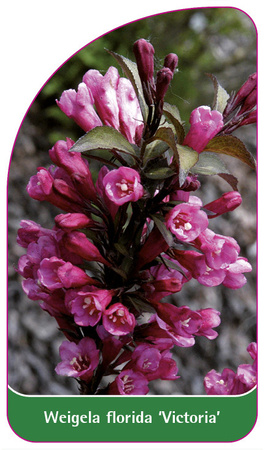 Weigela florida 'Victoria'