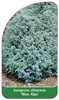 Juniperus chinensis 'Blue Alps'