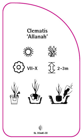 Clematis 'Allanah'