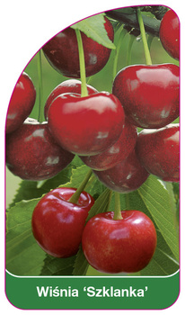Wiśnia 'Szklanka'
