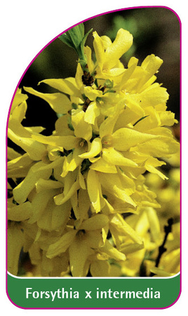 Forsythia x intermedia