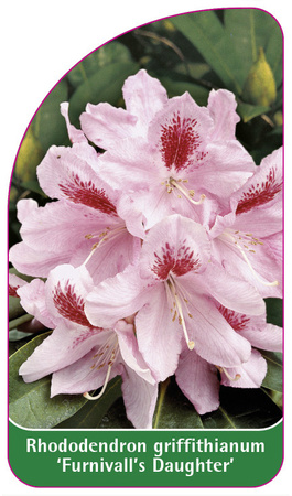 Rhododendron griffithianum 'Furnivall's Daughter'