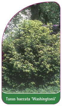 Taxus baccata 'Washingtonii'