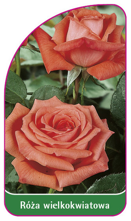 Róza wielkokwiatowa Nr. 219