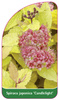 Spiraea japonica 'Candlelight'