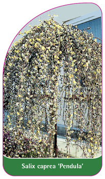 Salix caprea 'Pendula'