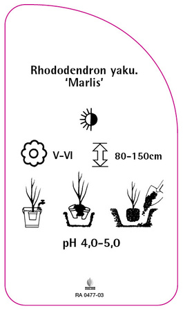 Rhododendron yakushimanum 'Marlis'