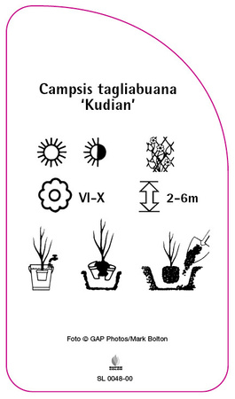 Campsis tagliabuana 'Kudian'
