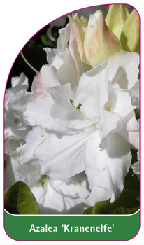 Azalea 'Kranenelfe'