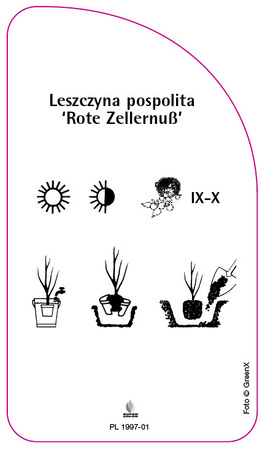 Hazel comun 'Rote Zellernuß'