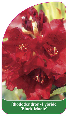 Rhododendron-Hybride 'Black Magic'