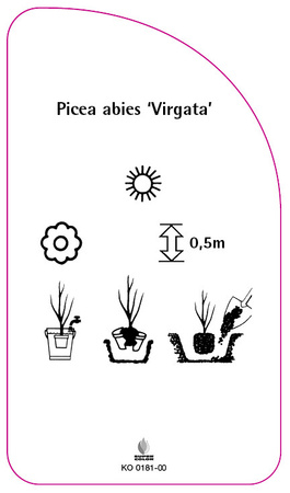 Picea abies 'Virgata'