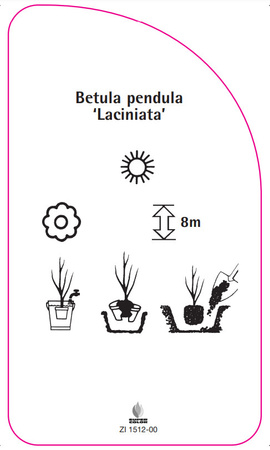 Betula pendula 'Laciniata'