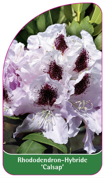 Rhododendron-Hybride 'Calsap'