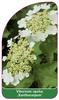 Viburnum opulus 'Xanthocarpum'