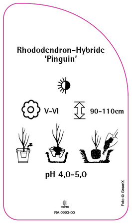 Rhododendron-Hybride 'Pinguin'