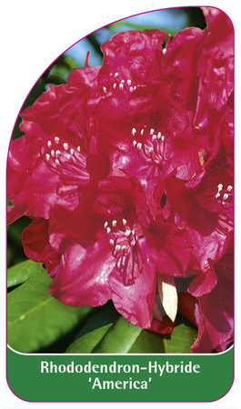 Rhododendron-Hybride 'America'