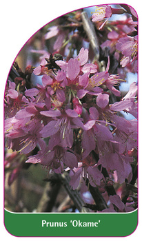 Prunus 'Okame'