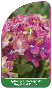 Hydrangea macrophylla 'Royal Red Purple'