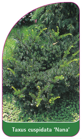 Taxus cuspidata 'Nana'